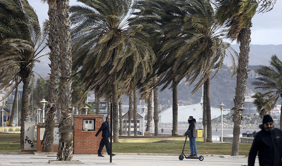 Palmeras movidas por el temporal en Málaga (Álex Zea /Europa Press)